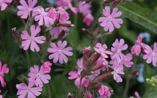 Puna-ailakki (Silene dioica), siemeniä100 kpl