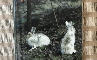 Leevi Karsikas: Valkean jäniksen  keli