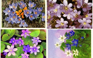 Kevät kukat, 4 korttia käyttämättömiä