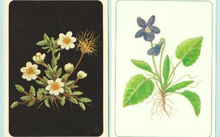 Kaksi Sirkka Linnamiehen piirtämää postikorttia
