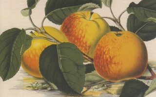 Omena Apfel American Mother (isohko kortti)