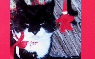 Kissa ja tonttu Joulukortti