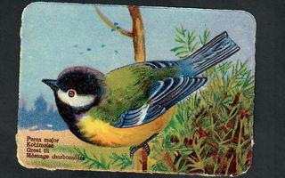 Wanha - Nelkku - Kaunis lintu - 1900-luvun alku