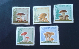 cccp 1964 sieniä**