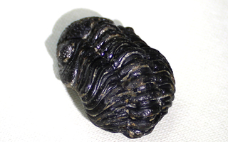 Trilobiitti devonikausi 33.7 mm 14.92 grammaa Alnif Marokko