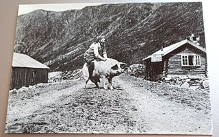 Valtava sika ratsuna Norjasta postitettu kortti