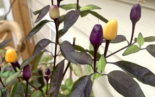 Bolivian Rainbow Chili, siemeniä