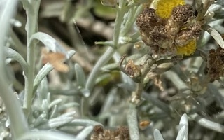 Italianolkikukka (Helichrysum italicum), siemeniä 100 kpl