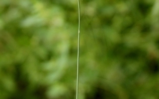 Vihnesukapää (Cynosurus echinatus), siemeniä 40 kpl