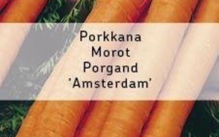 Porkkana "AMSTERDAM" siemenet