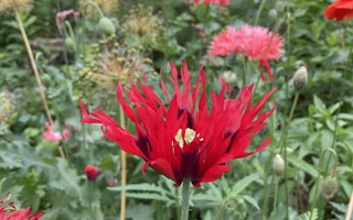 Unikko mix, siemeniä (Papaver somniferum)