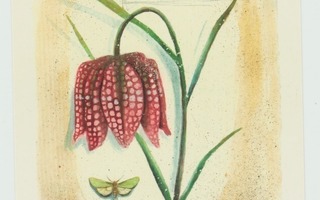 Leena Airikkala :  Fritillaria
