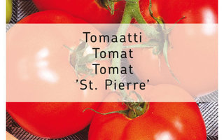 Tomaatti siemenet St.Pierre