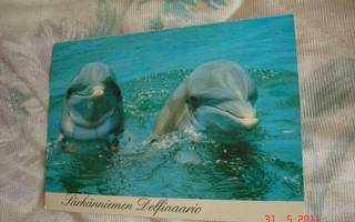 Delfiini -kortti
