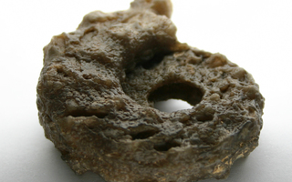 Uunituore kalsiitti ammoniitti fossiili 62g Smara Sahara