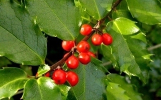 Pihaorjanlaakeri (Ilex x meservae), siemeniä 30 kpl