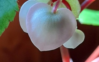Weltonbegonia, Begonia x weltoniensis