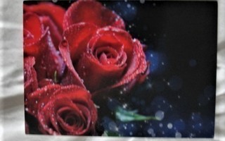 NO 708-  punaiset ruusut