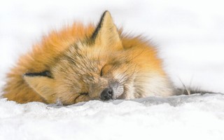 Kettu nukkuu lumen päällä