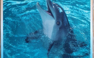 Särkänniemi - Leevi delfiini