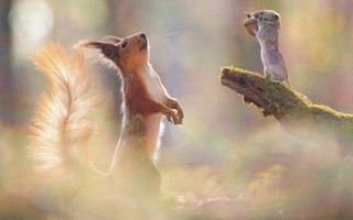 Orava ja hiiri (isohko kortti)