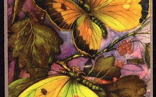 P. H. Schor:  Keltaiset Perhoset - kulkematon vanha kortti