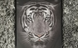 Taulu (juliste ja kehys 30x40 cm), tiikeri