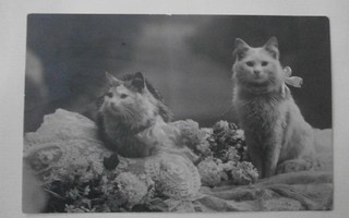 Kaksi kissaa rusetit kaulassa, kukkia, vanha mv pk, p. 1925