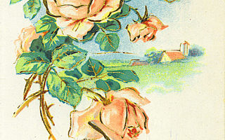 Ruusut , "kultakoristelulla", v.1926
