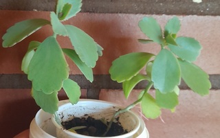 Kalanchoe Laxiflora