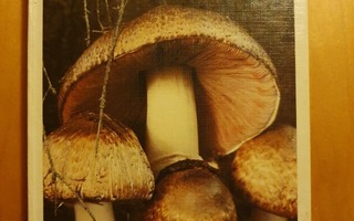 Mauri Korhonen:Sienestäjän kirja