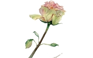 Vaaleanpunainen ruusu (piiretty kortti) #3018