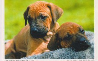 RHODESIAN RIDGEBACKI  POSTIKORTTI