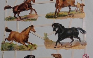 Hevoset kiiltokuvia