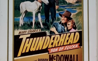 THUNDERHEAD, SON OF FLICKA DVD