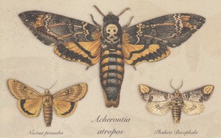 Acherontia atropos ja muut perhoset