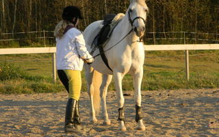 Aigle Dressage ratsastussaappaat 38 M