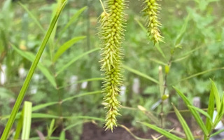 Varstasara (Carex pseudocyperus), siemeniä 50 kpl