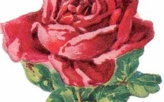 WANHA / Muhkea syvänpunainen ruusu. 1900-l:n alku.