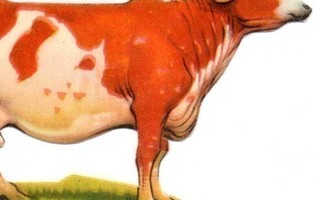 LEHMÄ / Täysi-ikäinen lehmä koko komeudessaan. 1950-l.