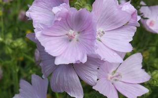 Myskimalva (Malva moschata), siemeniä 50 kpl