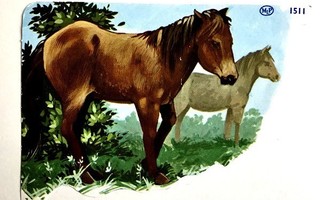 Hevonen kiiltokuva 2 hevosta