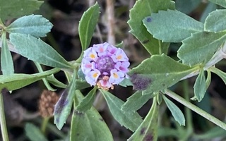 Mattonuppio (Phyla nodiflora), siemeniä 40 kpl