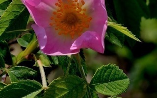 Himmeäorjanruusu (Rosa caesia), siemeniä 30 kpl