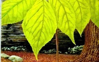About Ginseng The magical herb of the east