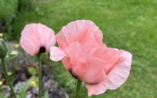 Coral Reef idänunikko Papaver orientale unikko siemeniä