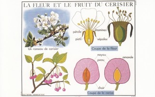 Kirsikka (postikortti)