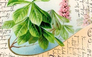 KUKKIA / Romanttisia kasveja yli sadan vuoden takaa. 1900-l.
