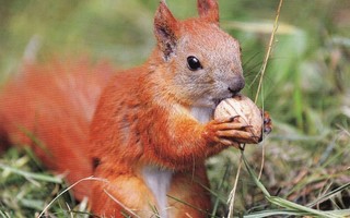 Oravalla saksanpähkinä