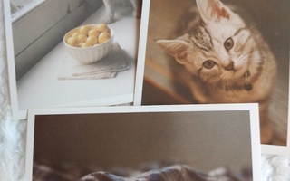 Kissa postikortit 3kpl